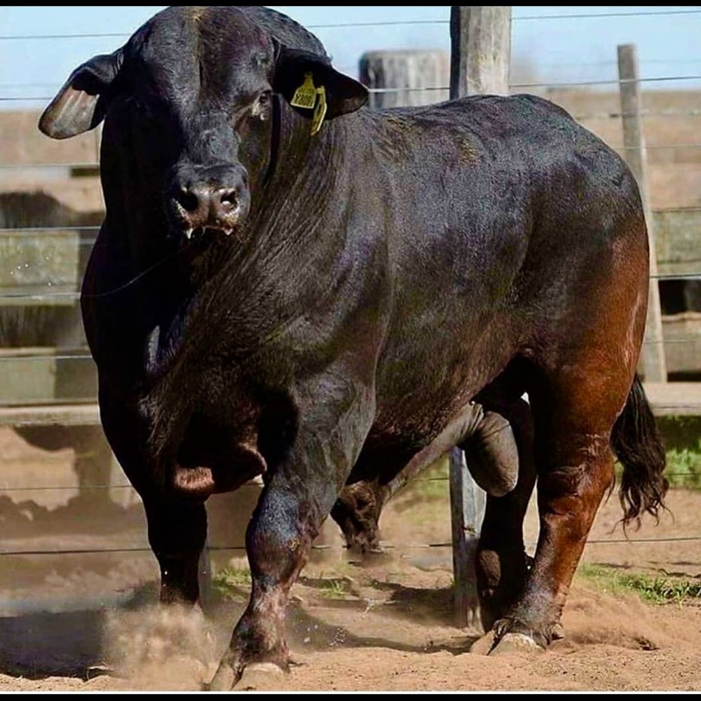 ♥️🌿🌱🐂🌱🌿♥️🌿🌱🐂🌱🌿♥️🌿🌱🐂 - Picture 9 of 16